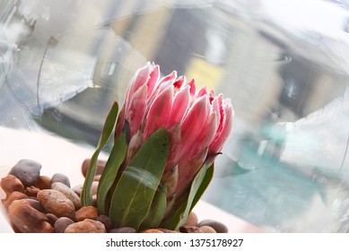 Johannesburg Gauteng South Africa 02072011 Decor With Protea Flower Formal Setting Gala Dinner Party Year End Wedding Round Wood And Glass Vase Close Up Outdoor