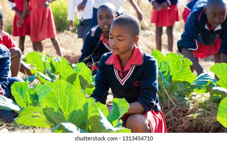 Johannesburg, South Africa - April 29 2009: School Children Learning About Agriculture And Farming