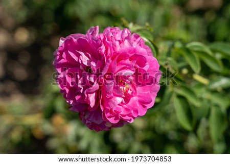 'John Cabot' Rose flowers in field.
Scientific name: Rosa 'John Cabot'
