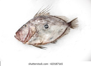 John Dory Fish