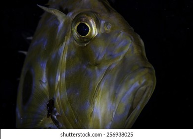 John Dory Portrait With Leech