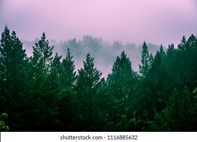 John Muir Woods, Sonoma, California/USA: June 2018: Redwood Trees In Fog 