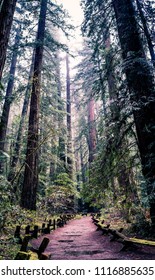 John Muir Woods, Sonoma, California/USA: June 2018: Redwood Trees In Fog 