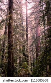 John Muir Woods, Sonoma, California/USA: June 2018: Redwood Trees In Fog 