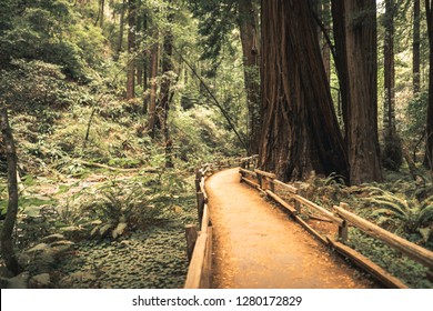 John Muir Woods Trail 