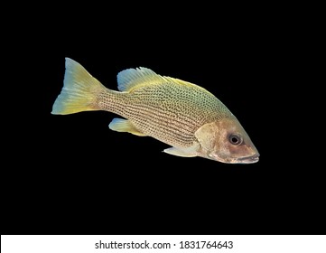 John's snapper (golden snapper,John's sea perch, Big scaled Bream, Fingermark Bream) on isolated black background. Lutjanus johnii is a marine fish.