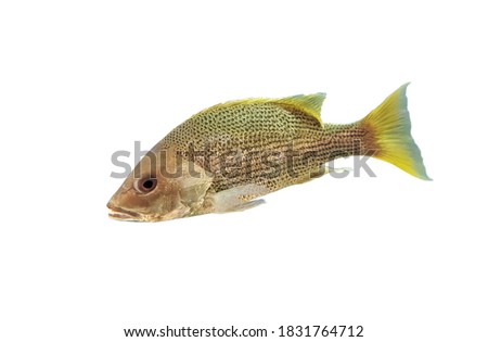 John's snapper (golden snapper,John's sea perch, Big scaled Bream, Fingermark Bream) on isolated white background. Lutjanus johnii is a marine fish.