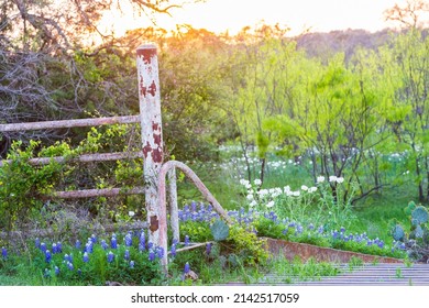 Johnson City, Texas, USA. Cattle guard and blue bonnet wildflowers in the Texas Hill Country.