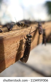 Johor Bahru, Johor / Malaysia - July 10th 2018: Black Soldier Fly (Hermetia Illucens) In An Insect Protein Production Facility  Run By Nutrition Technologies