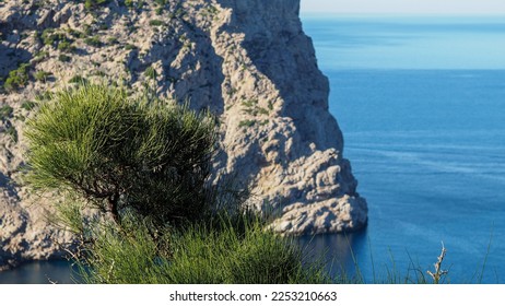 joint pine towers over a clear bay framed by cliffs.  - Shutterstock ID 2253210663