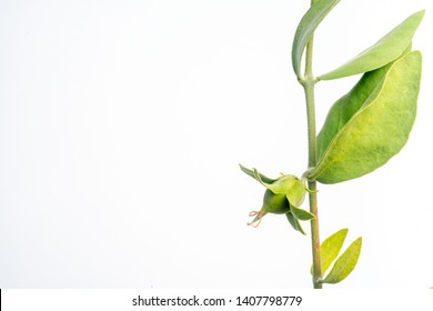 Jojoba Bean Green On Plant Stem, Isolated