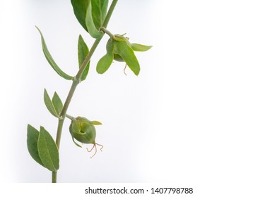 Jojoba Bean Green On Plant Stem, Isolated