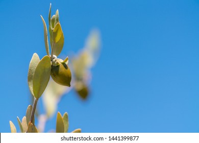 Jojoba Bean Plant With Plain Blue Sky