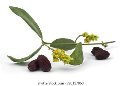 Jojoba (Simmondsia chinensis) flower, leaves and seeds isolated on withe background