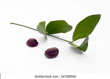 Jojoba (Simmondsia chinensis) leaves and seeds isolated on withe beckground