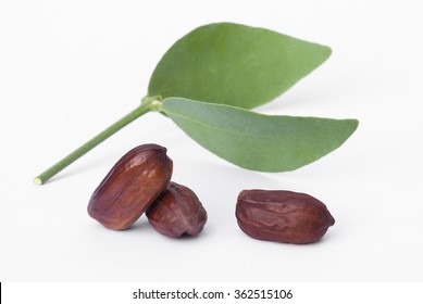 Jojoba (Simmondsia chinensis) leaves and seeds isolated on withe beckground