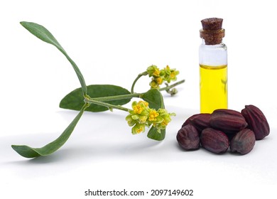Jojoba (Simmondsia chinensis)oil, leaves, flower and seeds isolated on withe beckground