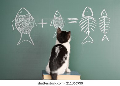 Joke About A Cat Studying Arithmetic