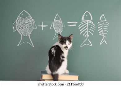 Joke About A Cat Studying Arithmetic