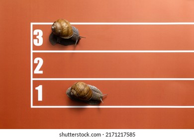 Joke competition of snails on stadium tracks - Shutterstock ID 2171217585
