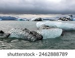 
Jokulsarlon Glacier Lagoon with the iceberg on the lagoon.
Amphibious Boat Tour

