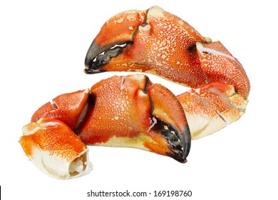 Jonah Atlantic Coast Rock Crab Claws isolated on white background