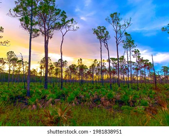 Jonathan Dickenson State Park sunset in the pine glades
