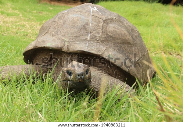 Jonathan,\
a Seychelles giant tortoise, and possibly the oldest animal alive,\
on the grounds of Plantation House on St\
Helena