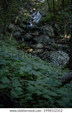 Jones Run Flows Downhill In Shadowy Forest of Shenandoah National Park