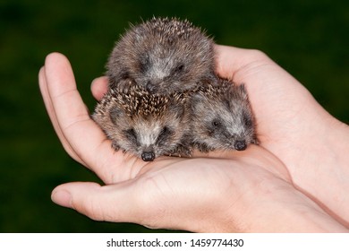 Jonge West Europese egels, West European Hedgehog young - Powered by Shutterstock