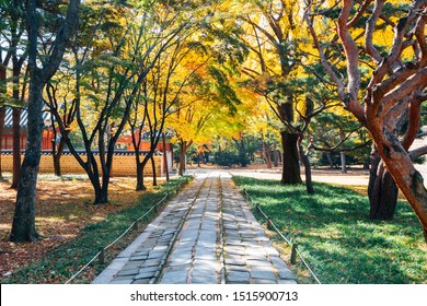 Jongmyo Shrine Autumn Maple Forest In Seoul, Korea