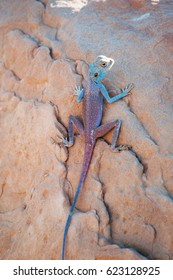 Jordan, 05/10/2013: A Sinai Agama, The Blue Lizard, An Agamid Lizard Found In The Arid Areas Of Middle East