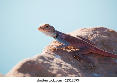 Jordan, 05/10/2013: A Sinai Agama, The Blue Lizard, An Agamid Lizard Found In The Arid Areas Of Middle East