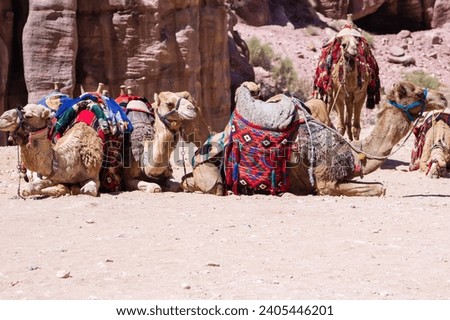 Jordan. Petra. Camels resting in the parking lot. Camels wear saddles made of colorful mats. Capital of Nabatean kingdom is Petra.