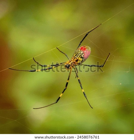 Joro Spider in a web, Huay Pakkoot, Chiang Mai, Thailand.