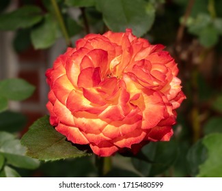 Joseph's Coat Multicolored Heirloom Rose