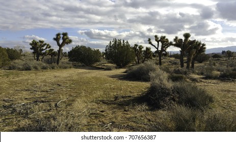 Joshua and Juniper Tree's