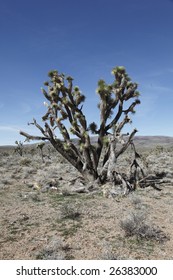Joshua Tree 2