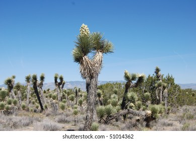 Joshua tree