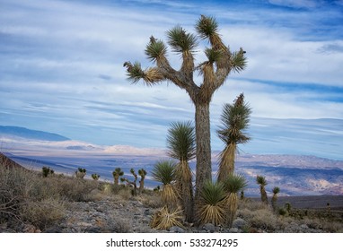 Joshua Tree 