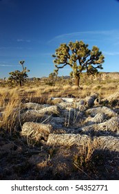 Joshua Tree