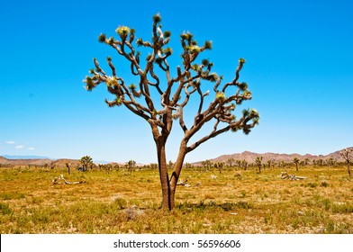 Joshua Tree