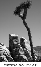 Joshua tree