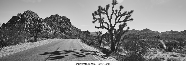 Joshua Tree