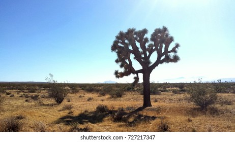 Joshua Tree