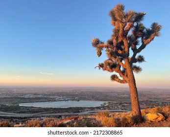 Joshua Tree Antelope Valley California