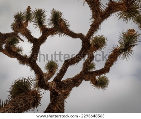 Joshua tree branches silhouetted against the sky in Joshua Tree National Park near Twentynine Palms California.