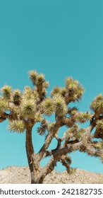 Joshua tree with a clear blue sky and copy space in a 9:16 format
