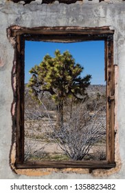 Joshua Tree Framed By Window Of Abandoned House