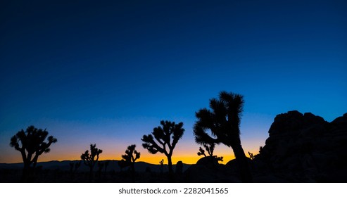 Joshua Tree grove in the Mojave desert with the evening star Venus at twilight.  - Powered by Shutterstock